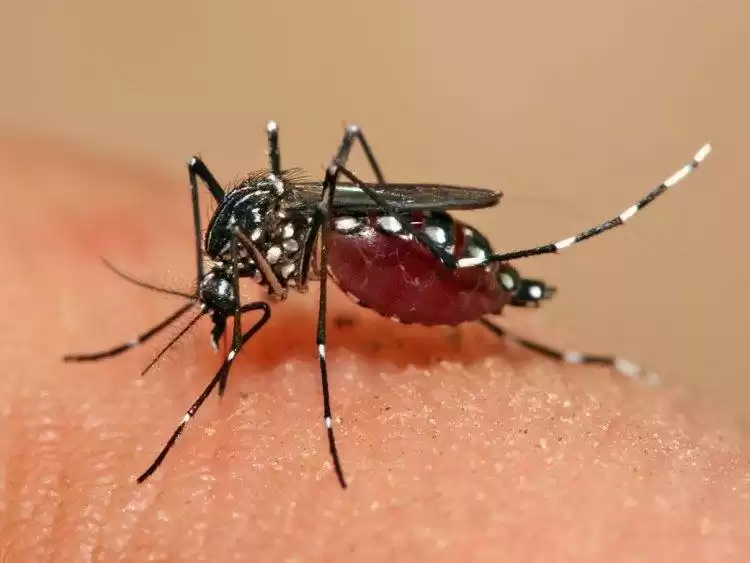 Лихорадку денге выявили у жителя Павлодара после поездки в Таиланд