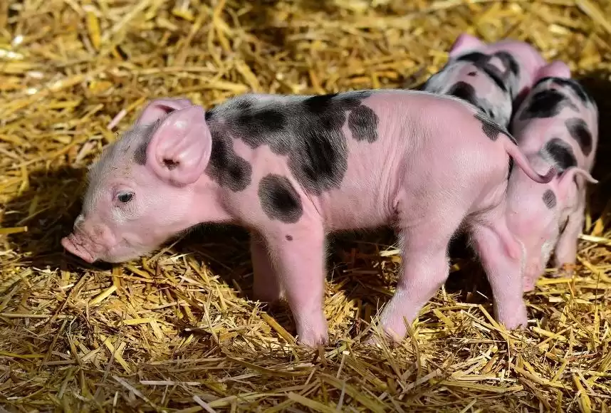 Пересаженные человеку почки свиньи прижились и впервые нормально функционируют